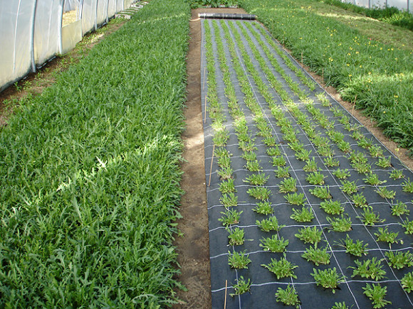 Агротекстиль Agrojutex 100г/м2 - 2.10x100м Агротекстиль Agrojutex 100г/м2 - 2.10x100м