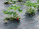 Агротекстиль Agrojutex 130г/м2 - 1.65x100м Агротекстиль Agrojutex 130г/м2 - 1.65x100м