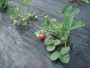 Агротекстиль Agrojutex 100г/м2 - 1.65x50м Агротекстиль Agrojutex 100г/м2 - 1.65x50м