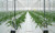 Агротекстиль Agrojutex белый 130г/м2 - 2.10x100м
