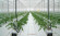 Агротекстиль Agrojutex белый 130г/м2 - 2.10x100м Агротекстиль Agrojutex белый 130г/м2 - 2.10x100м